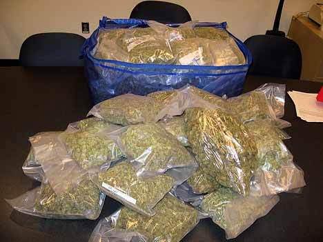 Police seized 31 pounds of marijuana from a man's car after they stopped him on 405 in Kirkland.