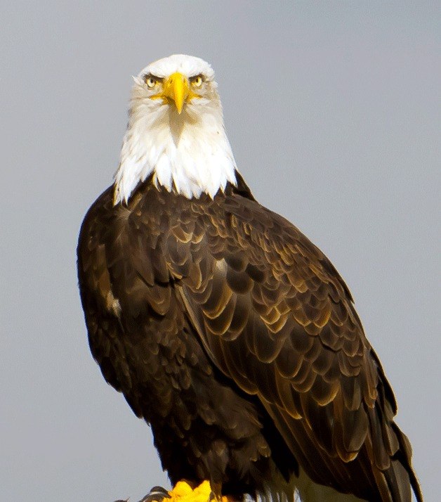 The eagles at Heritage Park in Kirkland have returned. It is believed that they have an egg in the nest that will hatch at the end of April. Eastside Audubon is planning a series of dates for the public to come out and use equipment to safely see the birds in their natural habitat. The first such event will be April 6. For more information visit www.eastsideaudubon.org.