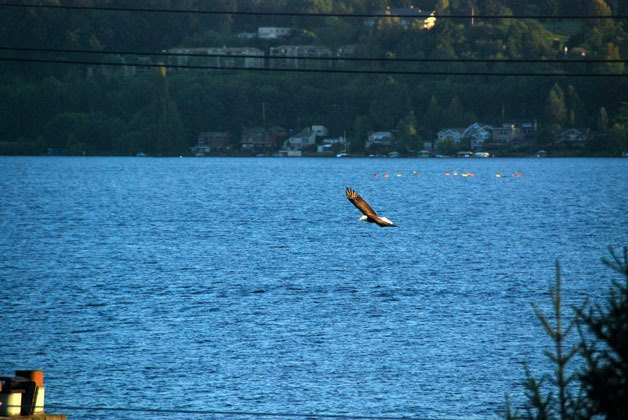 Kirkland resident Bob Peebles took this photo of a bald eagle with kayakers in the background on Saturday