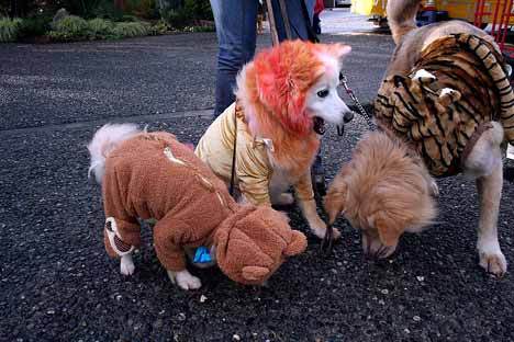 Ornella Bardinelli’s dressed up her dogs for a costume contest during the final Wednesday Market at Marina Park. From left