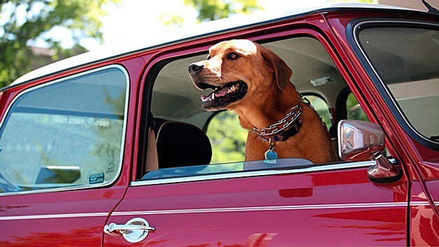 A Kirkland hound enjoys some fresh air during a photo shoot to benefit the Seattle Humane Society.