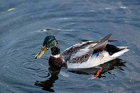 This duck was found at Juanita Beach with a blow dart stuck in it’s back.