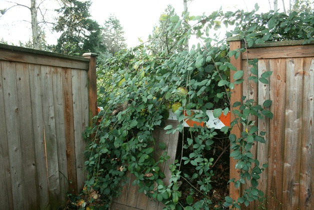 The entrance that leads to a proposed public park in the Juanita neighborhood is overgrown with blackberry bushes. Nearby neighbors worry a park would create a space for criminal activity near their homes.  Photos Below:  (Top) North Juanita residents (left to right) Jim Jeffrey