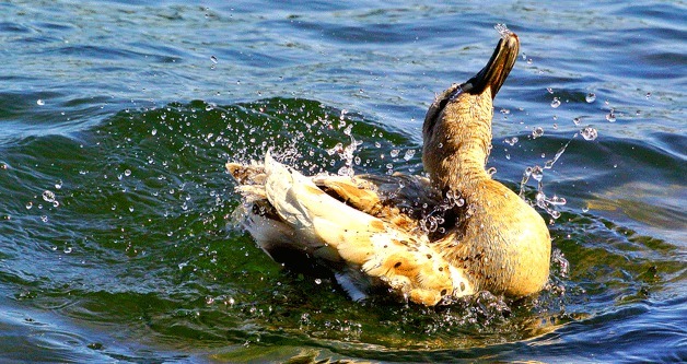 A duck splashes on a recent afternoon at Marina Park in Kirkland.