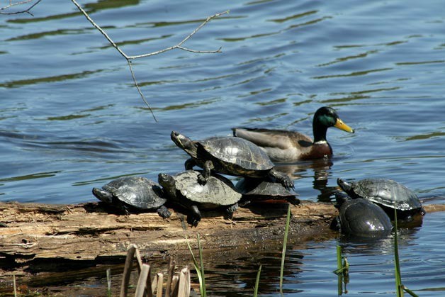 Turtles soak up some sun on a log as a duck swims by during Earth Day Monday and Juanita Bay Park.