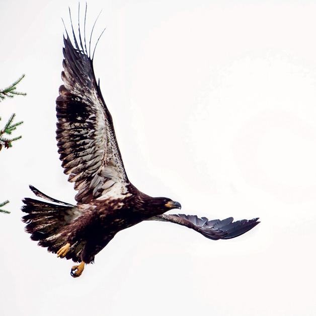 After days of flapping and bouncing on the boughs of their Douglas fir home