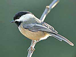 Black-capped Chickadee.