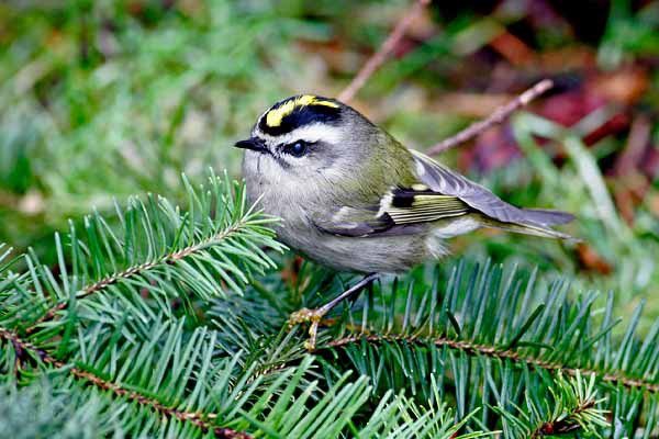 Golden-crowned Kinglet at Marymoor Park. This locally common but often hard-to-spot bird is one people will likely learn to find in Brian H. Bell’s class