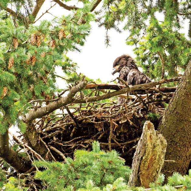 Eastside Audubon is applauding a Kirkland group’s recent decision to shift the position of the Fourth of July fireworks barge to protect two baby bald eagles still in their nest at Heritage Park.