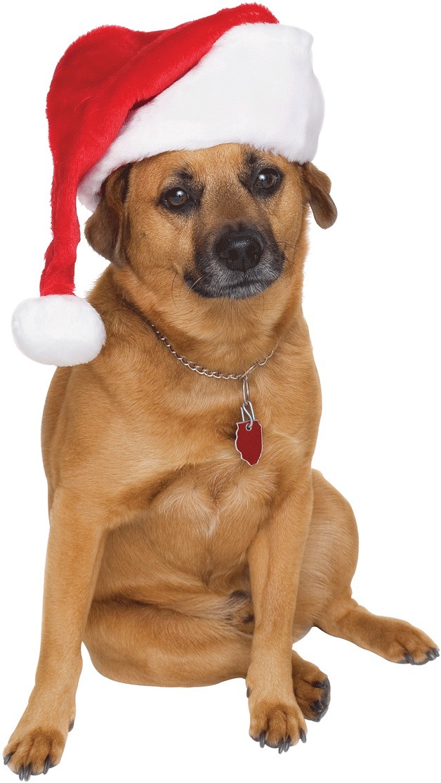 AHELP Project will be holding a pet-friendly appreciation holiday party and fund raiser on Dec. 15.