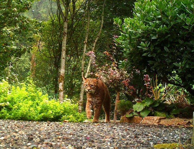 Kirkland residents Teresa Becker and Carl Haslam spotted this bobcat in their on Oct. 1.