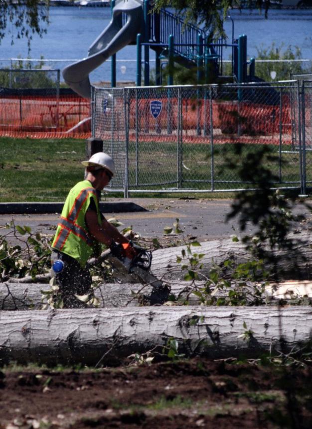 A DMSL Construction Inc. employee works to remove trees from Juanita Beach Park in 2010. The city terminated its contract with the company because renovations were not finished on time.