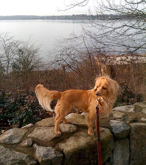 Canine extraordinaire Frankie Diefenbach lives with owner Alicia Diefenbach in Kirkland.