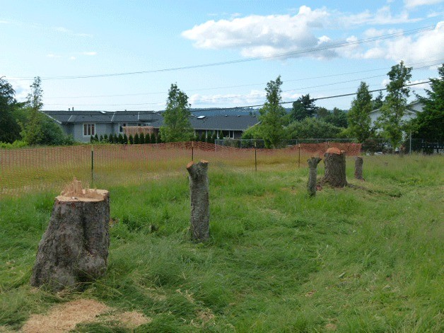 This line of seven trees were cut down at the southern corner of Northeast 60th Street and 104 Avenue Northeast in the Houghton neighborhood.