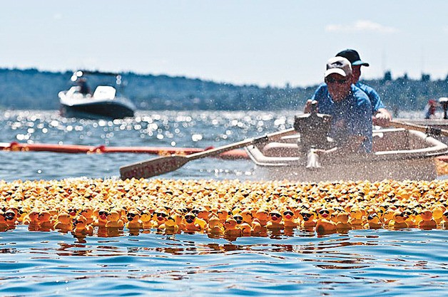 Rotary Club of Kirkland will put bright yellow ducks into Lake Washington this Saturday as a part of the 18th annual running of the Duck Dash.