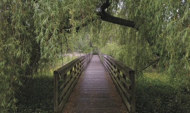 Willow trees flourish by the boardwalk at Juanita Bay Park on a recent afternoon.