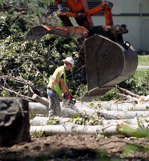 A worker chops up trees at Juanita Beach Park as a part of the renovation work that began May 3. A total of 55 trees will be removed as part of the project and nearly 900 new evergreen and deciduous trees will be planted.