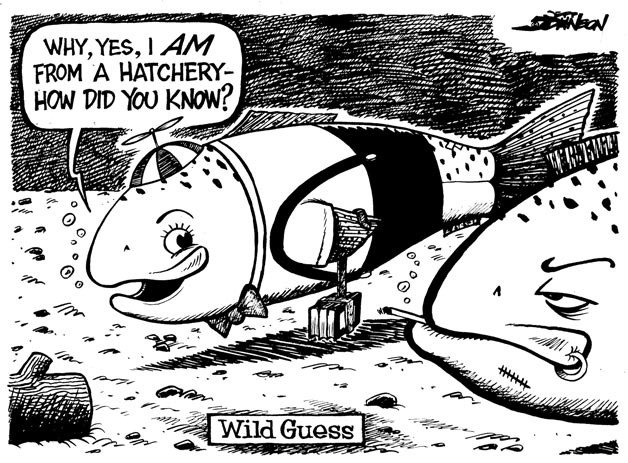 Der er behov for høj Vanding Wild guess | Cartoon | Kirkland Reporter