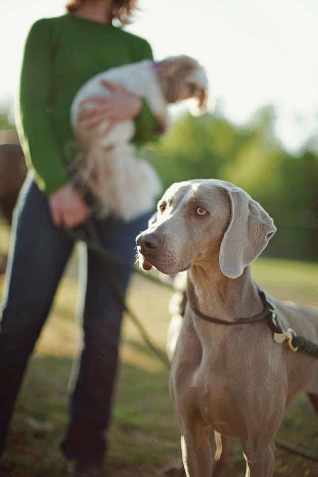 King County employees will canvass some Kirkland neighborhoods for unlicensed pets starting Sept. 7.