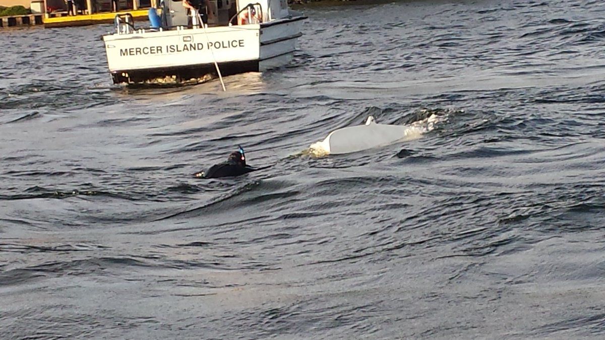 A small sailboat is towed ashore after capsizing on Lake Washington just off Marina Park in Kirkland. The sailor