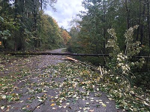 The city of Kirkland tweeted this photo of a tree that fell across the Cross Kirkland Corridor on Saturday night. City of Kirkland Twitter