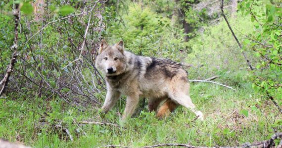 A gray wolf. Washington Department of Fish and Wildlife