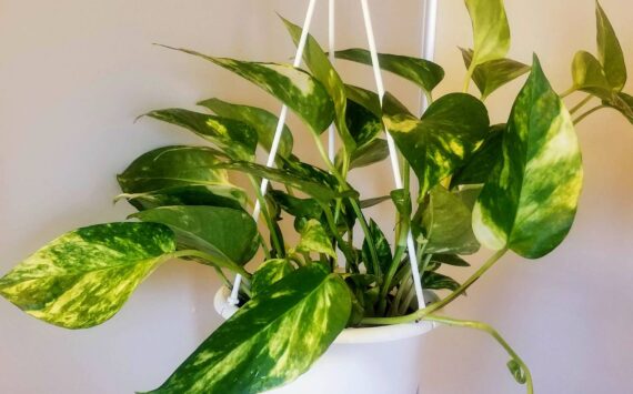 My first Marble Queen Pothos, named Frida. Photo by Bailey Jo Josie/Sound Publishing.